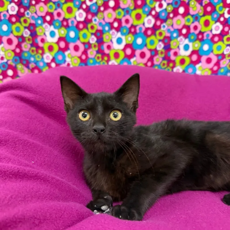 A baby small-sized female Black Domestic Short Hair cat named Batwoman for adoption in Deerfield, IL
