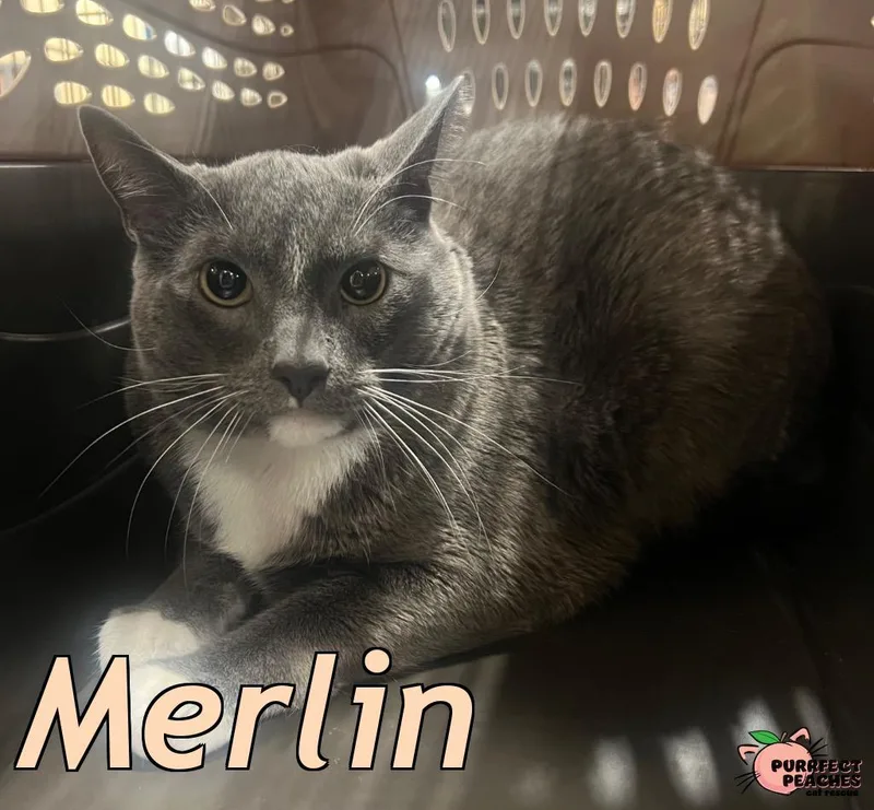 A young medium-sized male Domestic Short Hair cat named Merlin for adoption in Douglasville, GA