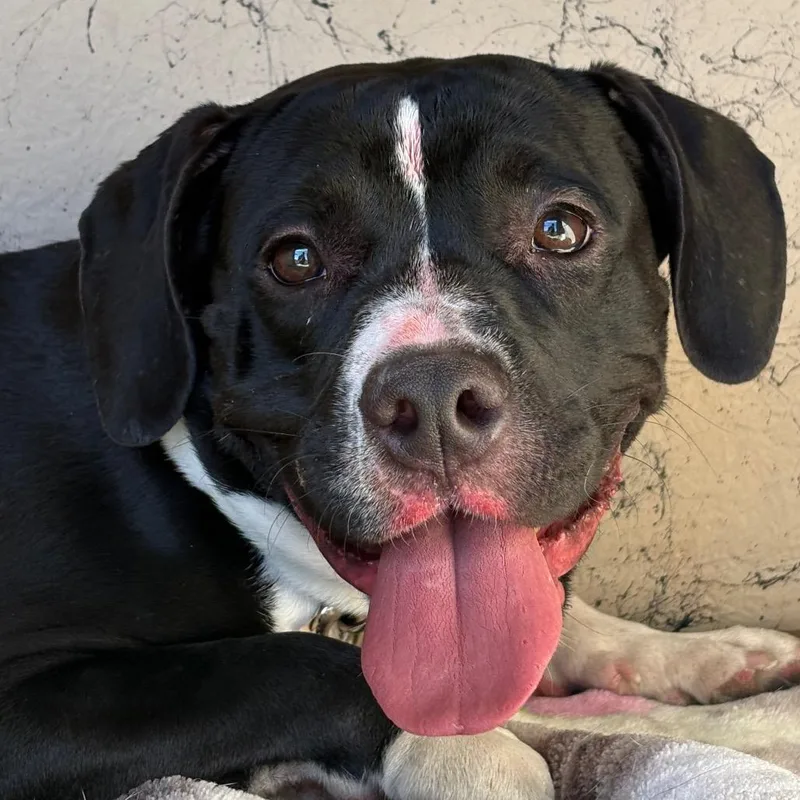 An adult small-sized female Pit Bull Terrier dog named HACCStray for adoption in Henderson, NV