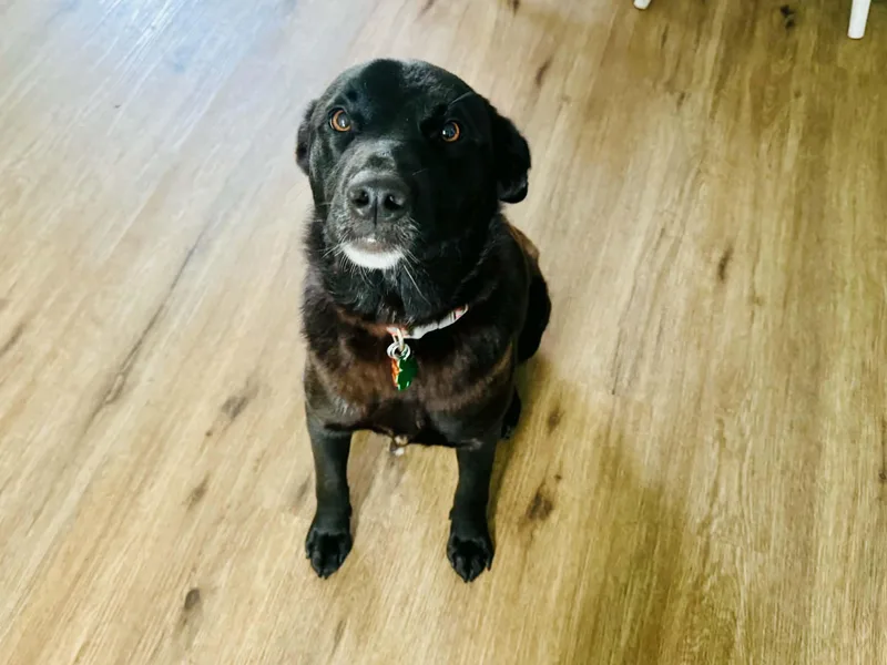 An adult medium-sized female Labrador Retriever dog named Naomi for adoption in Lewisville, IN