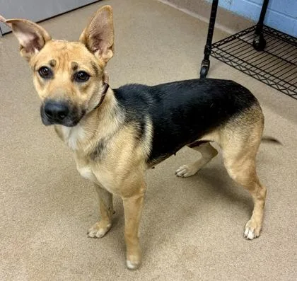 An adult large-sized female Mixed Breed dog named Yennefer for adoption in Chamblee, GA