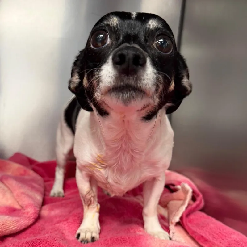 A senior small-sized male Black Chihuahua dog named Theodore for adoption in Martinsville, VA
