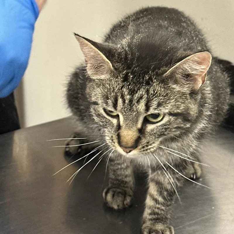 An adult medium-sized female Brown / Chocolate Domestic Short Hair cat named Bunny for adoption in Minneapolis, MN