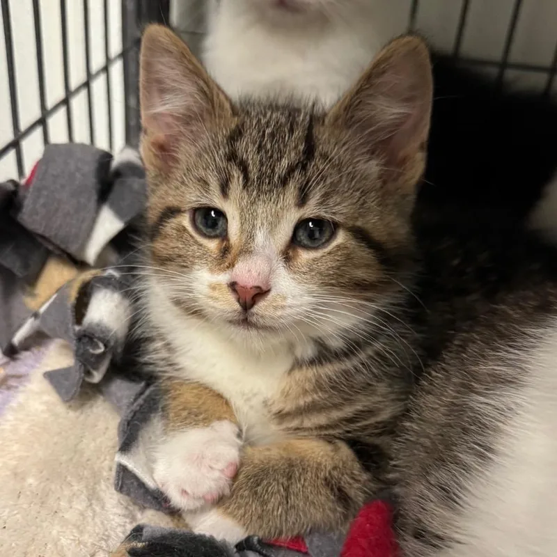A baby small-sized male Domestic Short Hair cat named Manny for adoption in Saginaw, MI