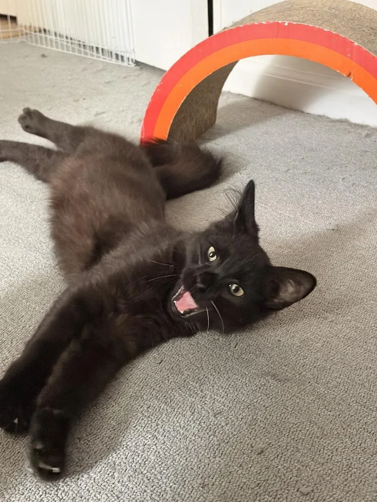 A baby small-sized male Black Domestic Short Hair cat named Ambrose for adoption in Pittstown, NJ