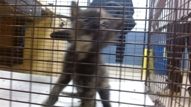A baby small-sized female Domestic Short Hair cat named Belle for adoption in Miami, FL