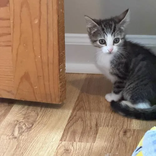 A baby small-sized female Domestic Short Hair cat named Blue Dasher for adoption in Toms River, NJ