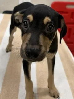 A baby small-sized male Mixed Breed dog named Shadow for adoption in Honolulu, HI