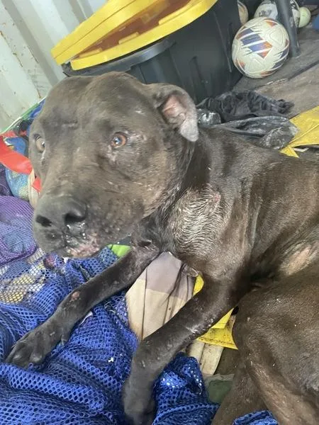 An adult medium-sized male Pit Bull Terrier dog named Stewart for adoption in Mobile, AL