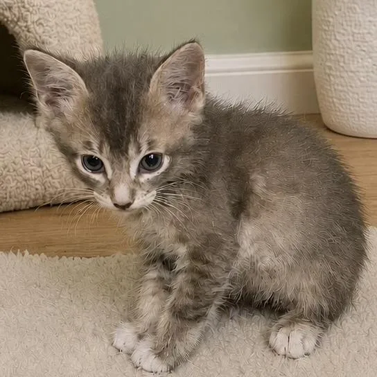 A baby small-sized male Brown / Chocolate Domestic Short Hair cat named Newbie Oilcan Harry for adoption in Austin, TX