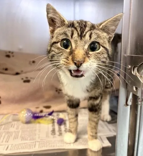A baby small-sized female Domestic Short Hair cat named Lydia for adoption in Ogdensburg, NY