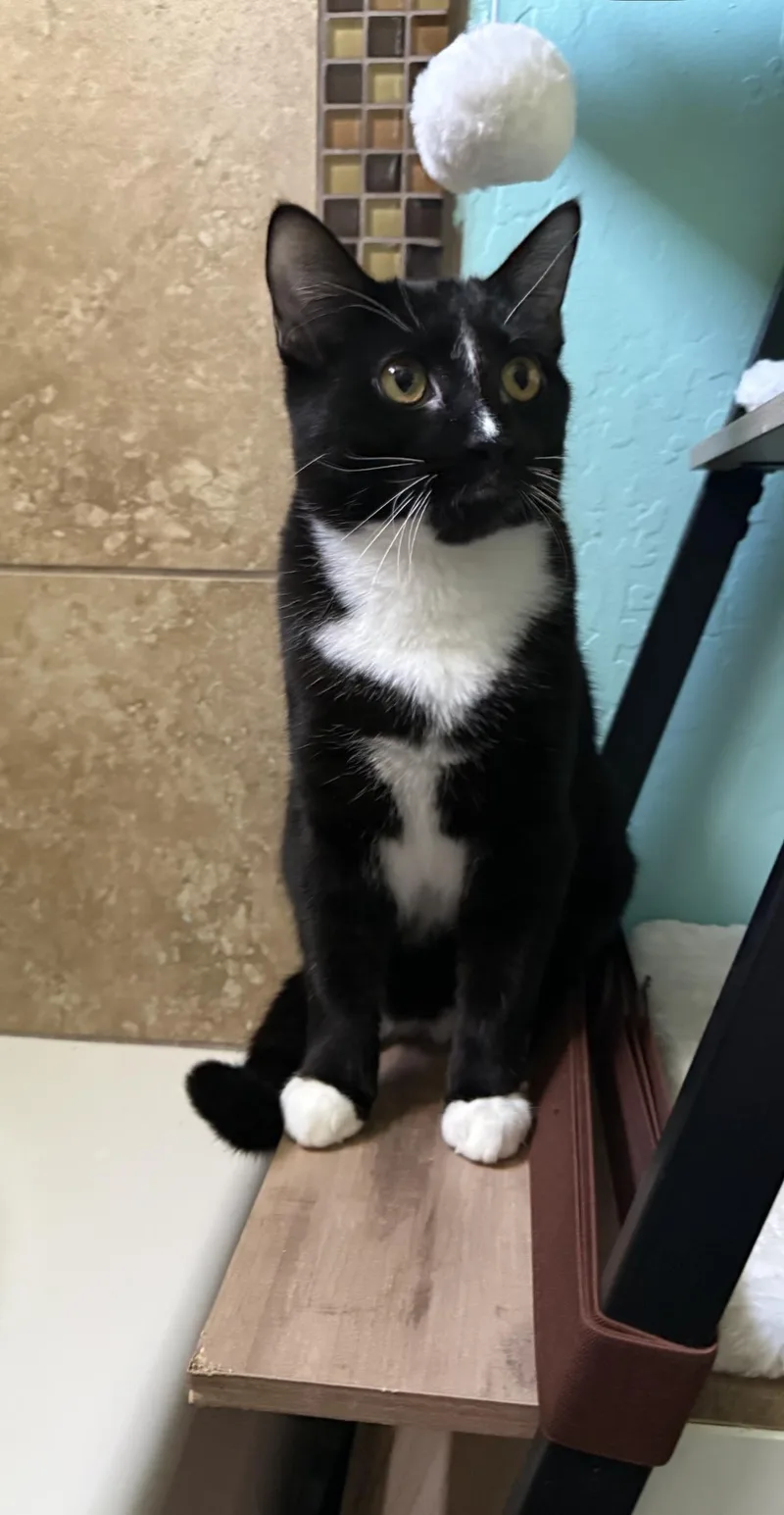 A young medium-sized male Black Domestic Short Hair cat named Pugsley Addams for adoption in Chandler, AZ