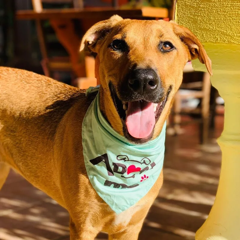 A baby medium-sized female Mixed Breed dog named Hazel for adoption in Sandwich, MA