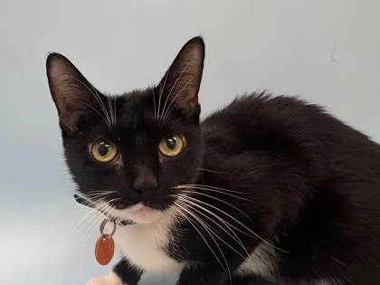 Coco