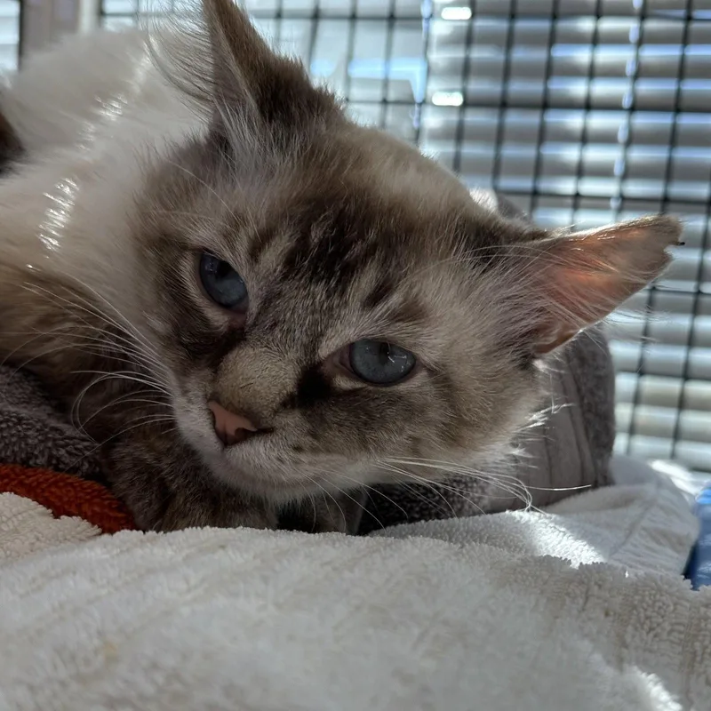 Tobias