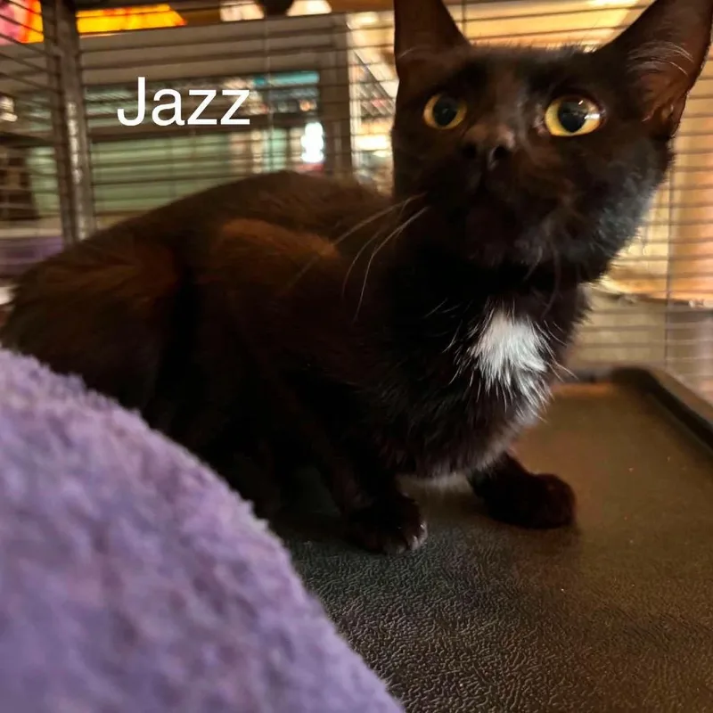 A young small-sized female Black Domestic Short Hair cat named Jazz for adoption in Nampa, ID