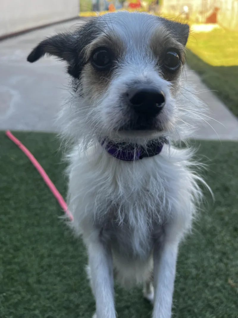 A young small-sized female Terrier dog named Lilly for adoption in Lexington, KY