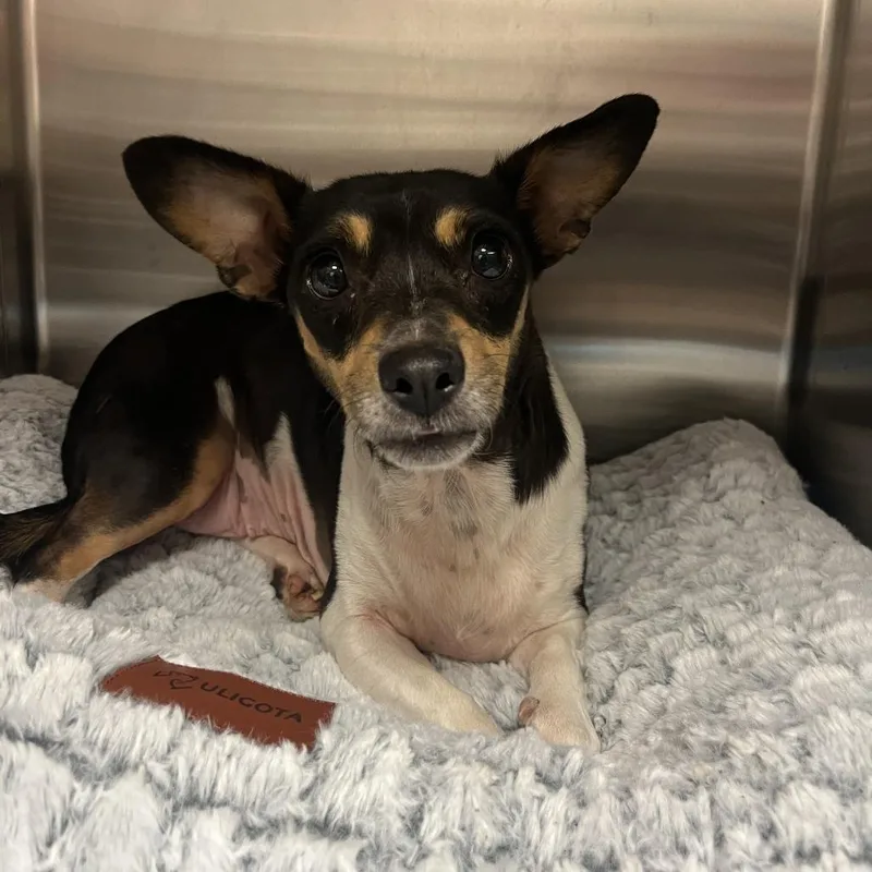 An adult small-sized female Black Terrier dog named Georgia for adoption in Nashville, TN