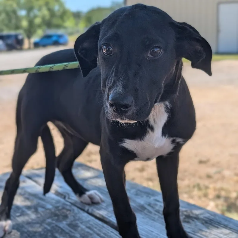A baby medium-sized female Black Labrador Retriever dog named Alanna for adoption in Buchanan Dam, TX