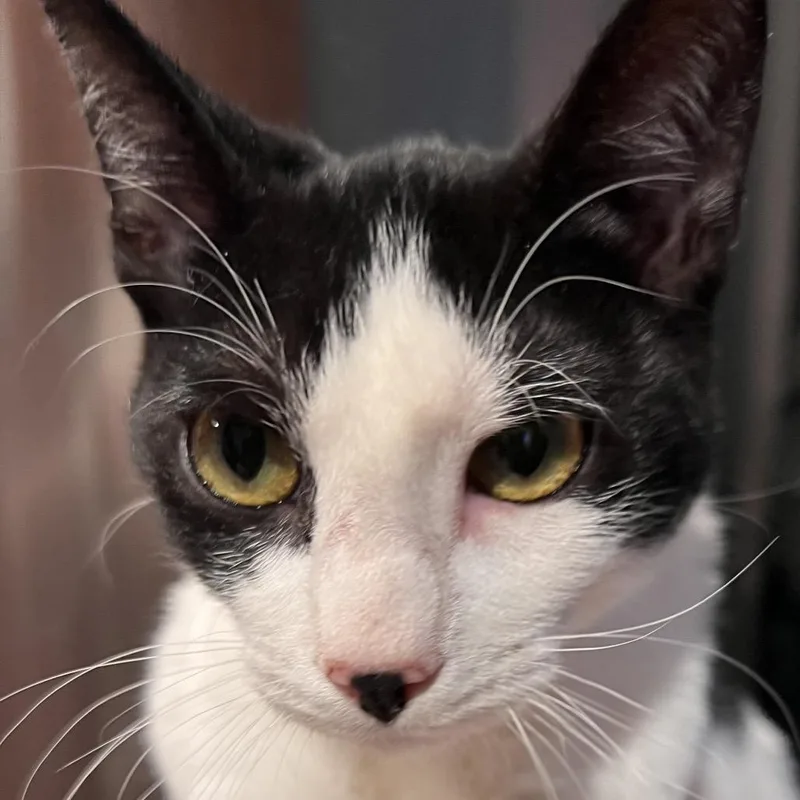 A young small-sized female Black Domestic Short Hair cat named Honeyduke for adoption in Kingman, AZ