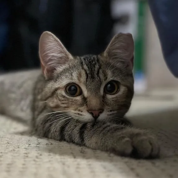 A young medium-sized female Tabby (Gray / Blue / Silver) Domestic Short Hair cat named Tabitha  sweet tabby for adoption in Kirkland, WA