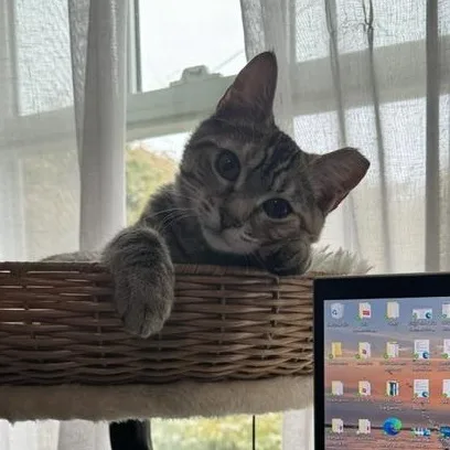 Tabitha  sweet tabby thumbnail 3