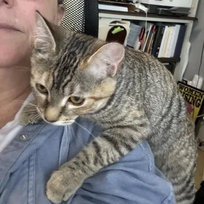 Tabitha  sweet tabby thumbnail 4
