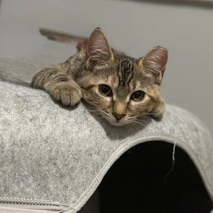 Tabitha  sweet tabby thumbnail 5