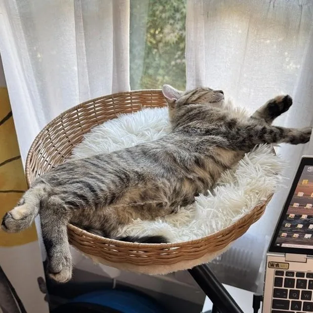 Tabitha  sweet tabby thumbnail 6