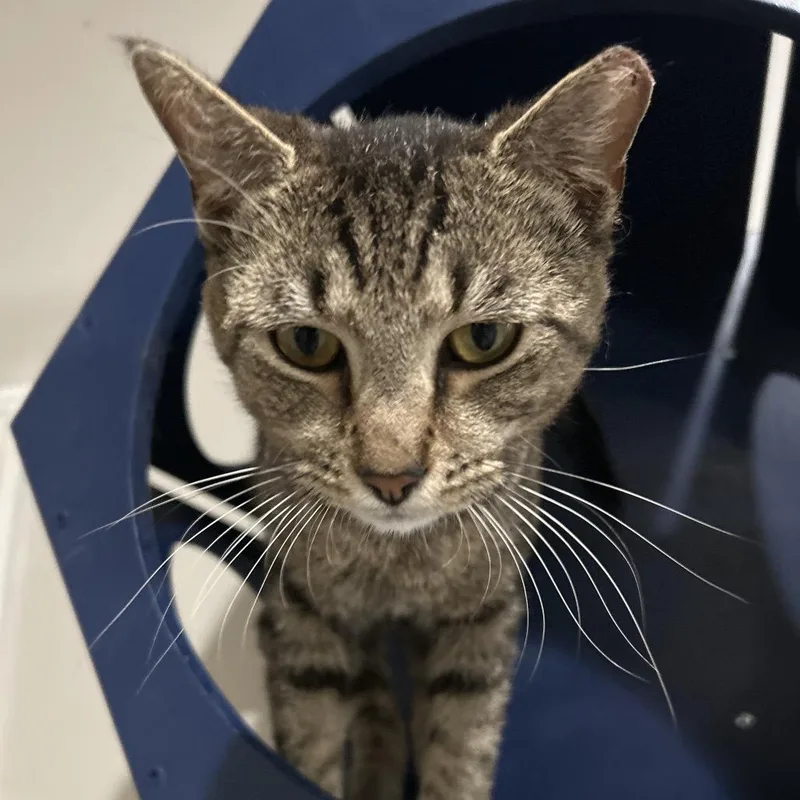 A young medium-sized male Brown / Chocolate Domestic Short Hair cat named Rice Pudding for adoption in Nashville, TN