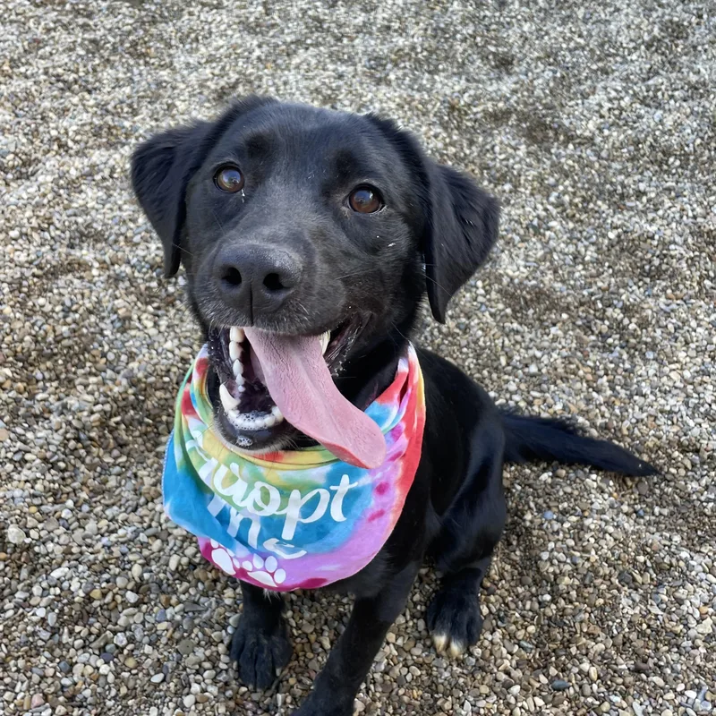 A young medium-sized female Black Black Labrador Retriever dog named Daisy for adoption in Lacon, IL