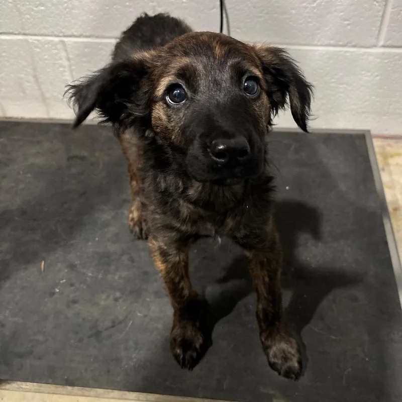A baby small-sized female Brindle Mixed Breed dog named Augusta for adoption in Nashville, TN