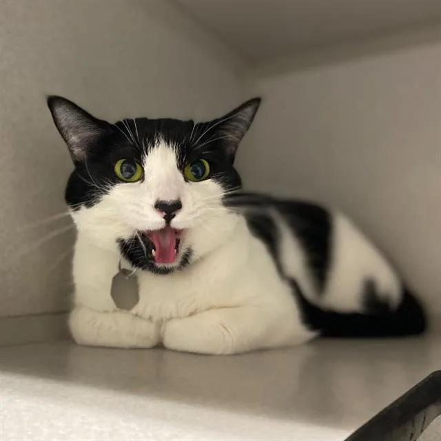 A young small-sized female Domestic Short Hair cat named Bats for adoption in Aurora, CO