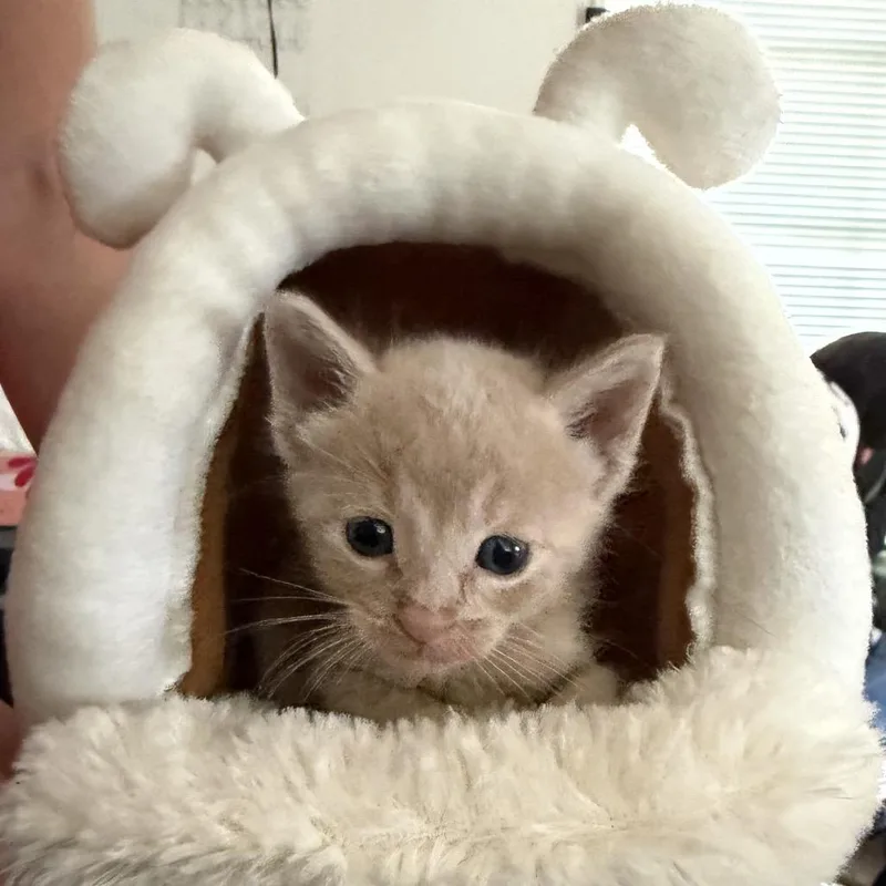 Buff Baby thumbnail 4