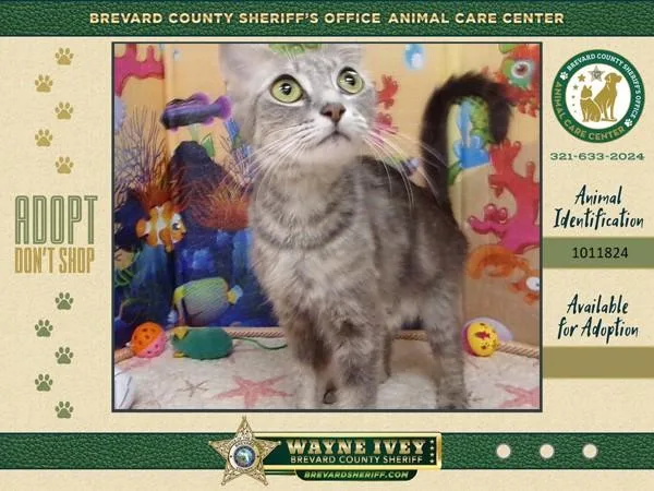 A young medium-sized female Domestic Short Hair cat named Mistee for adoption in Melbourne, FL