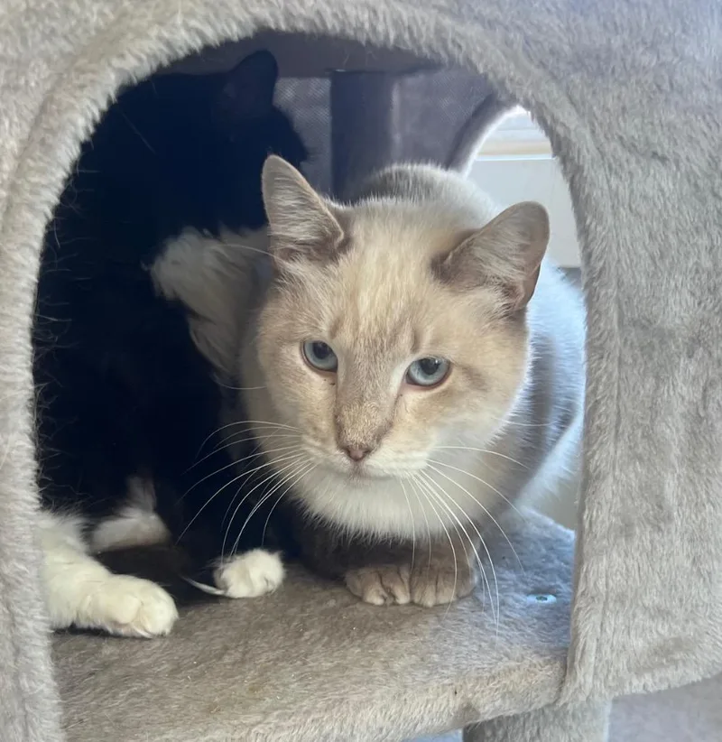 An adult medium-sized female Domestic Short Hair cat named Asagwa for adoption in Windsor, CT