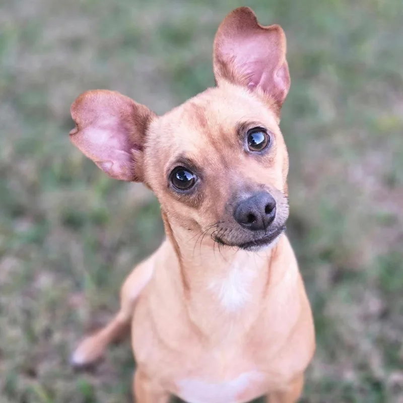 Perdita D thumbnail 2