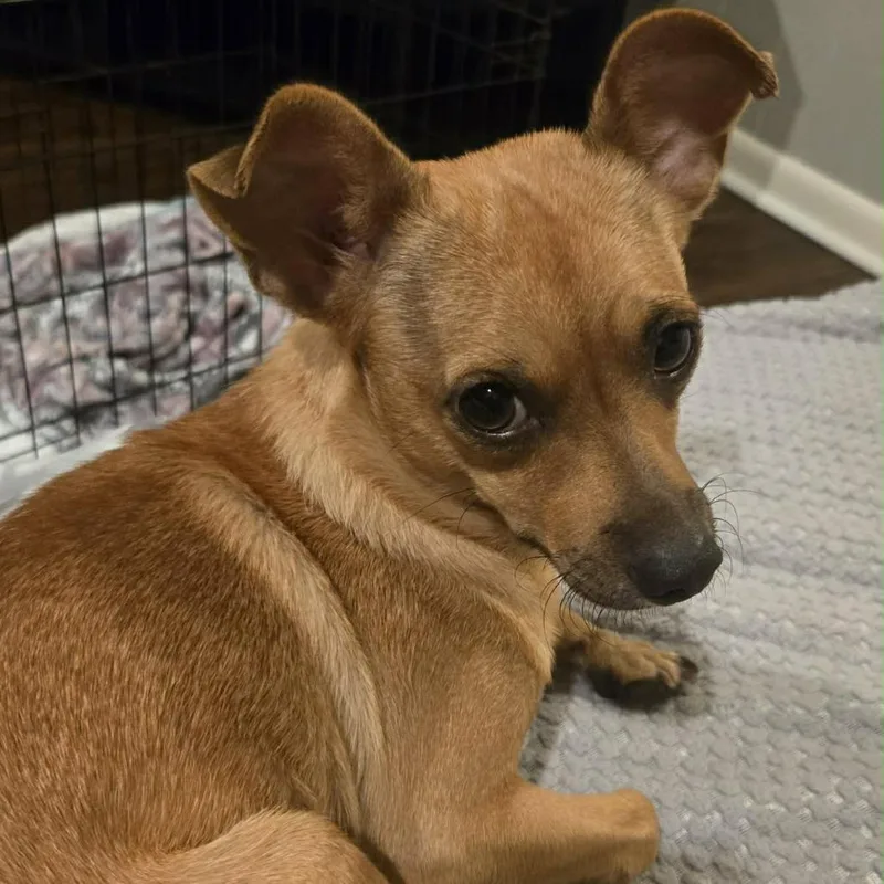 Perdita D thumbnail 3