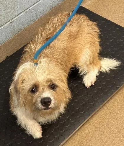 An adult medium-sized male Mixed Breed dog named Muppet Baby for adoption in Chamblee, GA