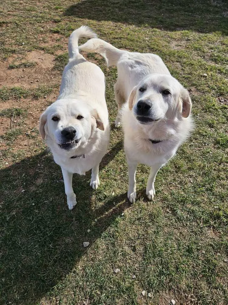 A young large-sized female White / Cream Great Pyrenees dog named Moo for adoption in Deerfield, WI