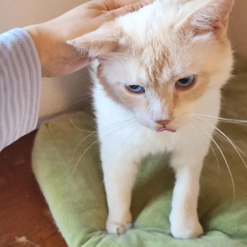 An adult large-sized male Flame Point Domestic Short Hair cat named Grapefruit for adoption in Middleton, WI