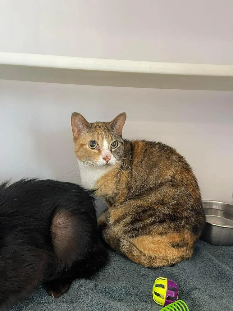 An adult small-sized female Domestic Short Hair cat named Pam for adoption in Bolivar, MO
