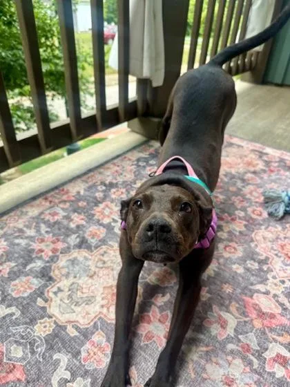An adult medium-sized female Terrier dog named Missy for adoption in Atlanta, GA