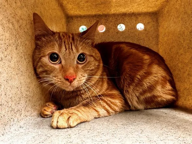 An adult medium-sized male Domestic Short Hair cat named Garfield for adoption in Lancaster, CA