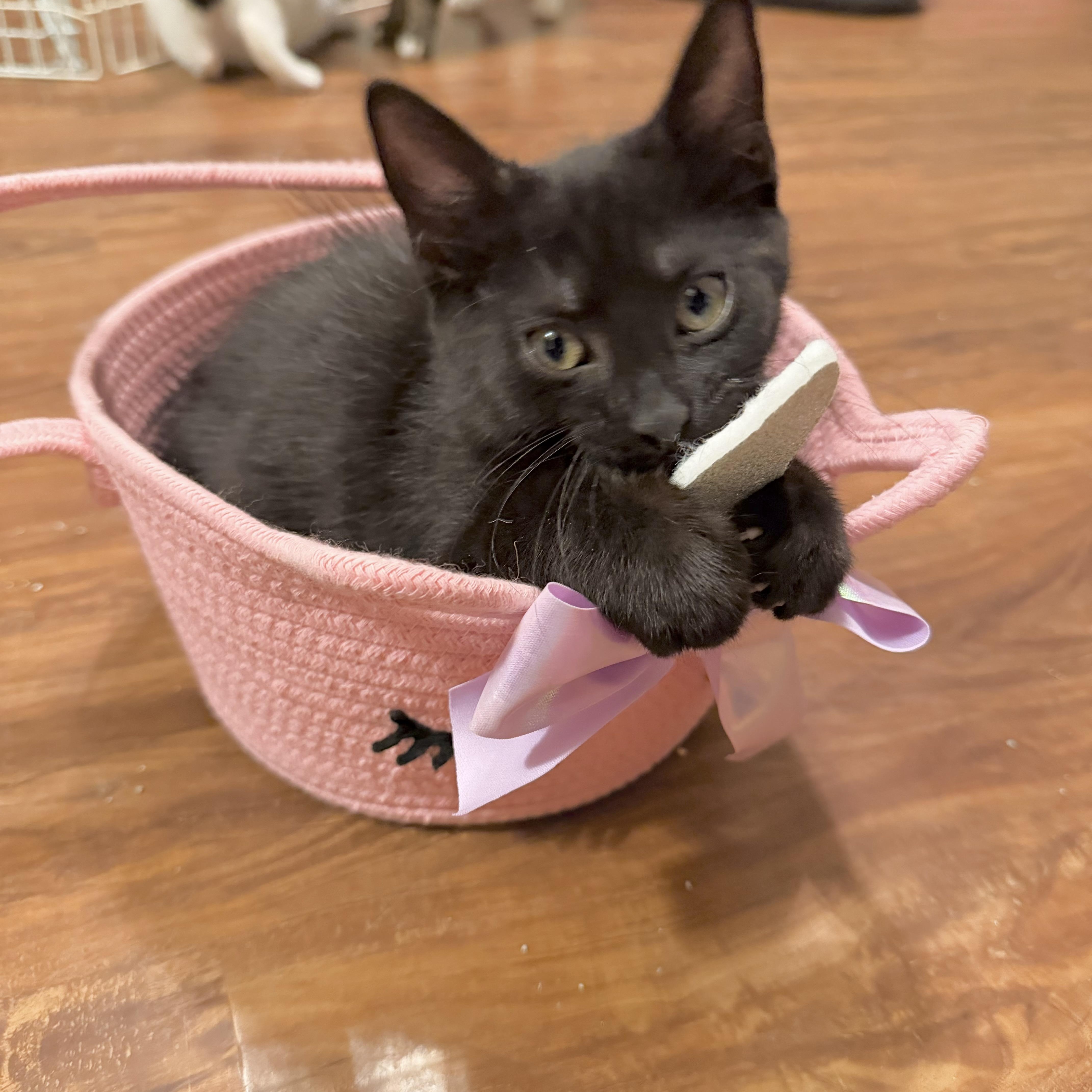 Rufus & Sarsparilla thumbnail 2