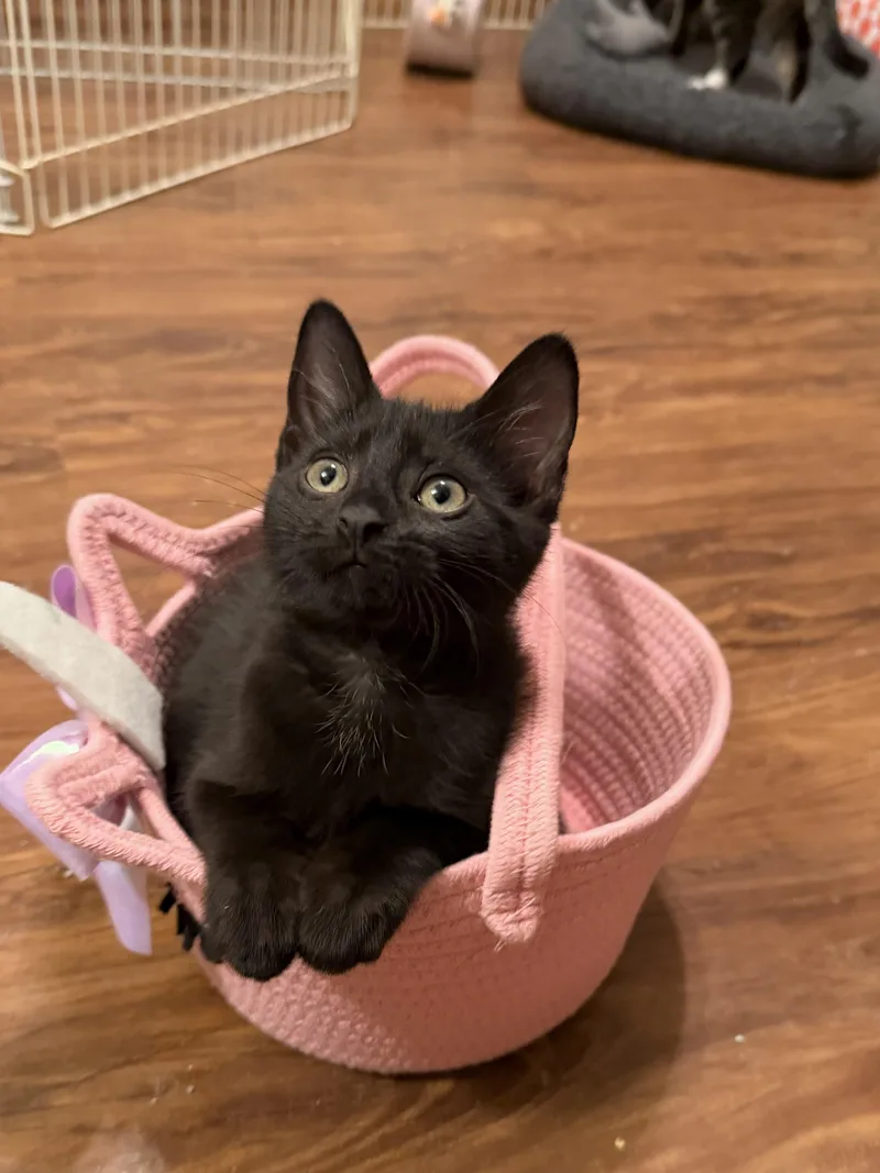 Rufus & Sarsparilla thumbnail 3