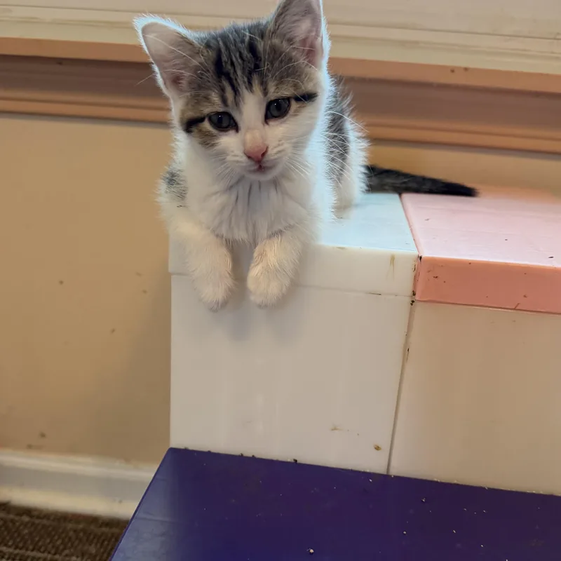 Rufus & Sarsparilla thumbnail 5