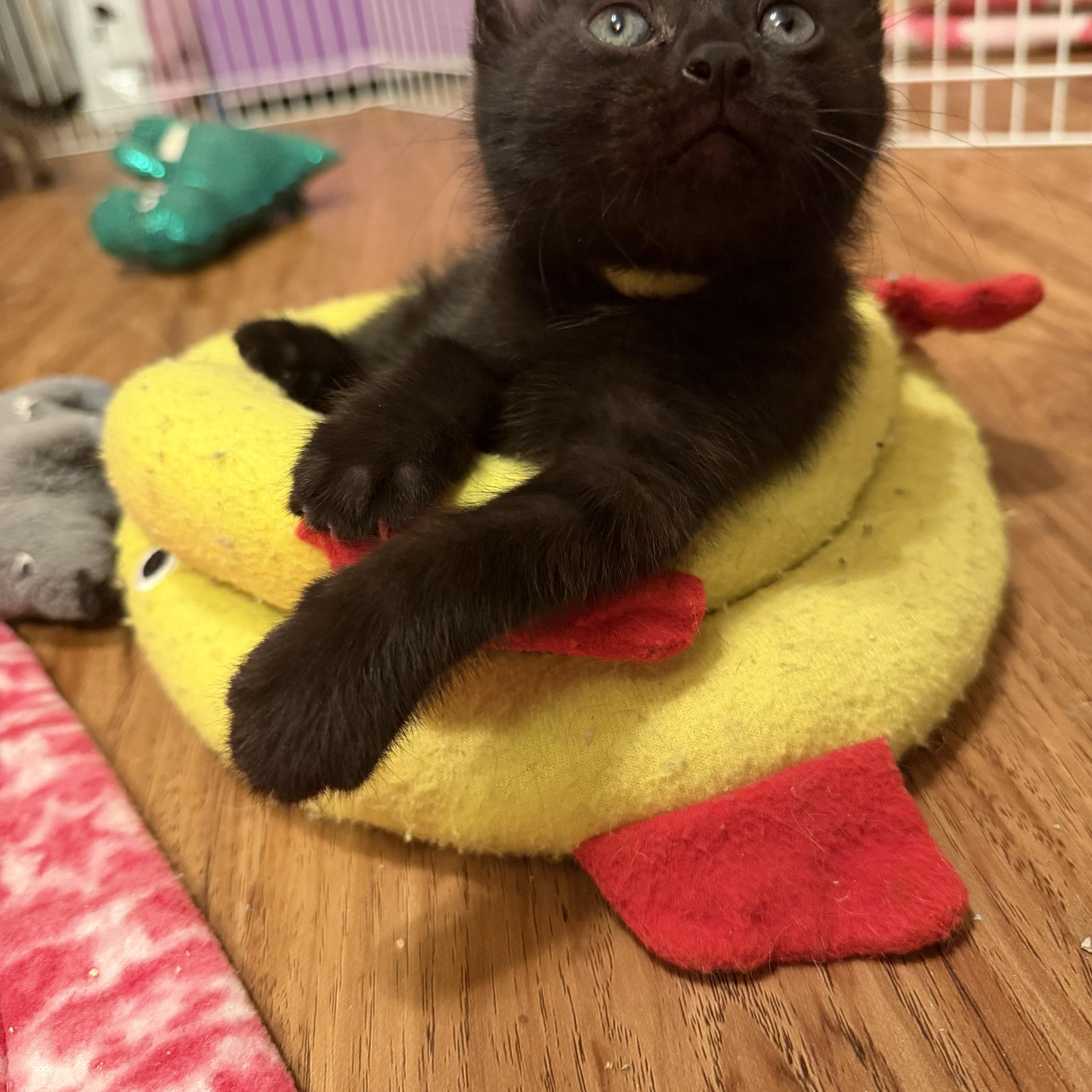 Rufus & Sarsparilla thumbnail 6