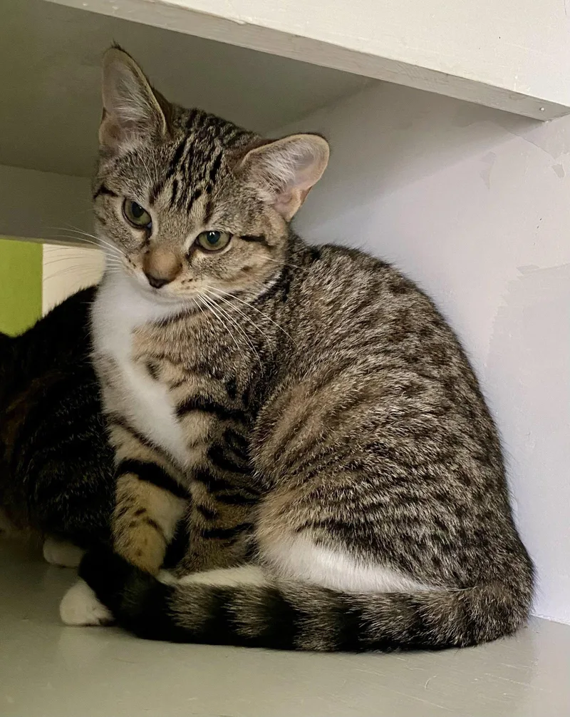A young medium-sized female Domestic Short Hair cat named Insta for adoption in Fargo, ND