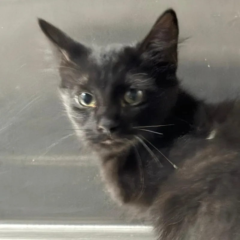A baby small-sized male Black Domestic Short Hair cat named ArthurMeowgan for adoption in Taos, NM
